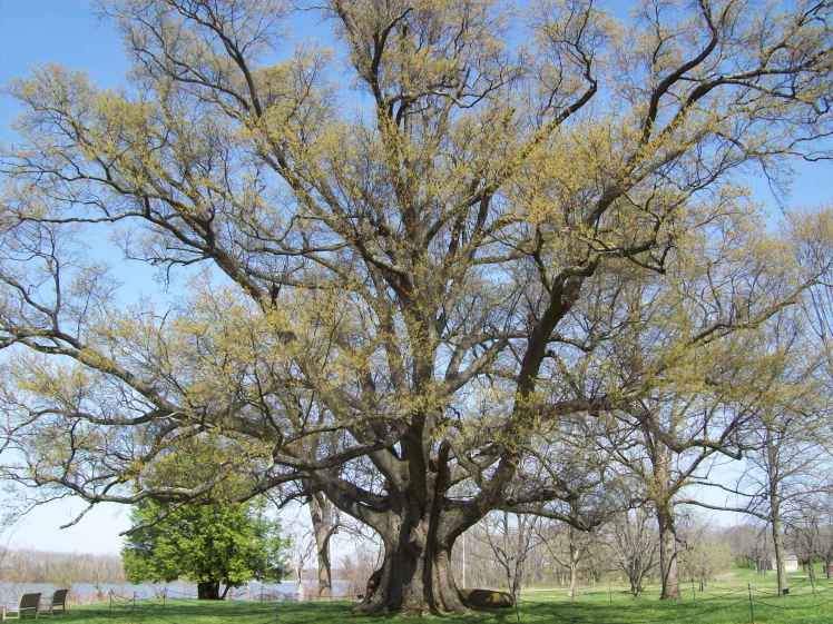 Old Oak Tree